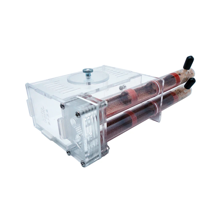 Begonia Rex - DIY Ant Farm 2 pcs 18-180mm
