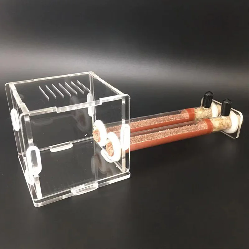 Begonia Rex - DIY Various Size Ant Farm Bamboo