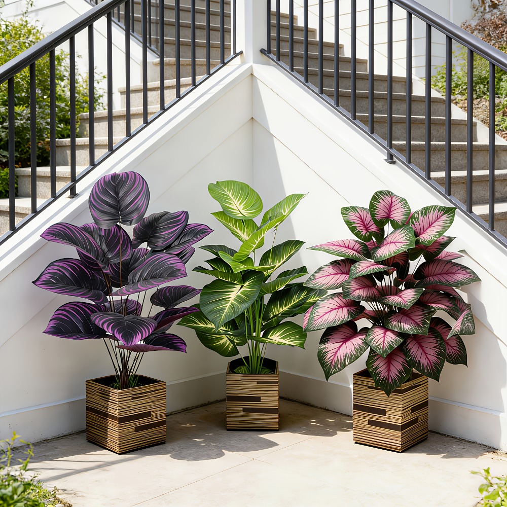 3pc Featuring Various Large-Le - Ficus Lyrata Tree ulasan dan harga