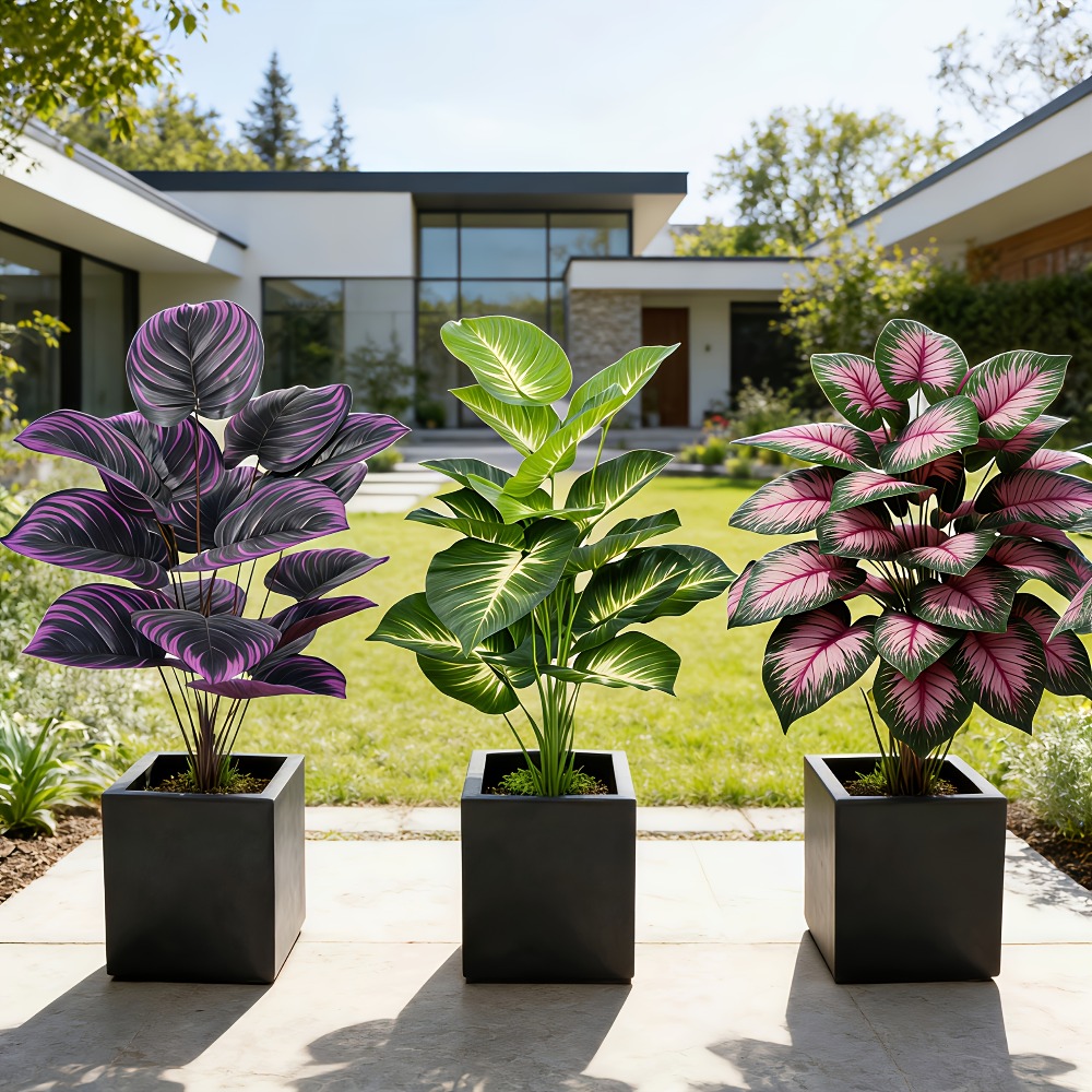 3pc Featuring Various Large-Le - Ficus Lyrata Tree ulasan dan harga