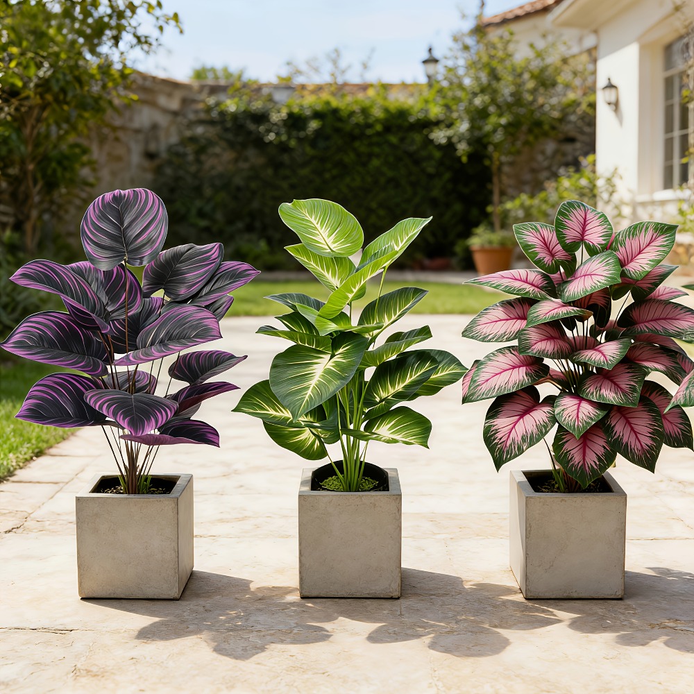3pc Featuring Various Large-Le - Ficus Lyrata Tree ulasan dan harga