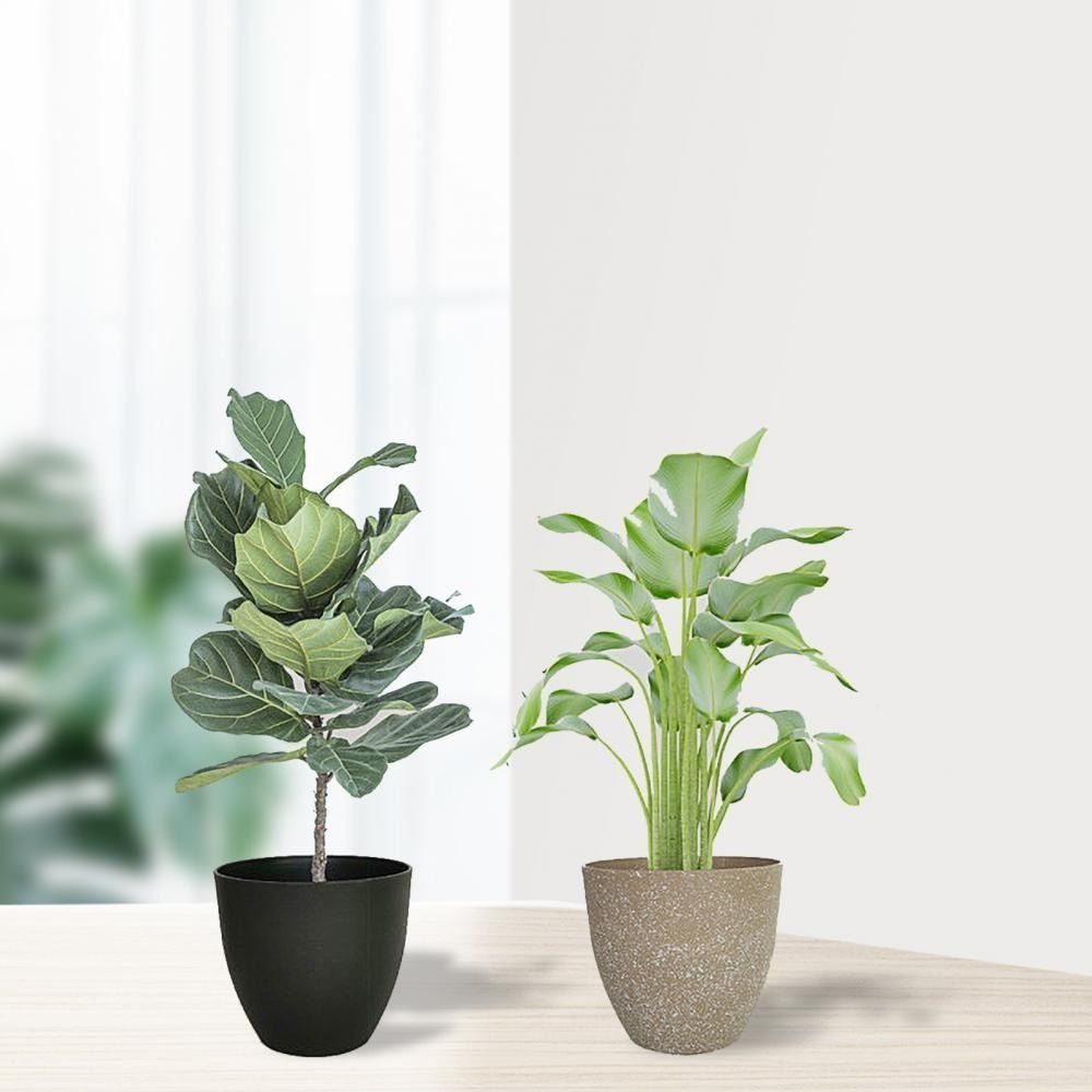 Frosted Imitation Stone Flower - Aloe Vera Pot ulasan dan harga