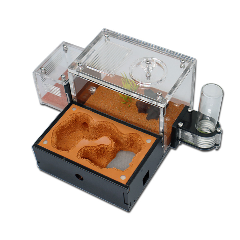 Yellow Soil Ant Farm with Exte - Begonia Rex ulasan dan harga