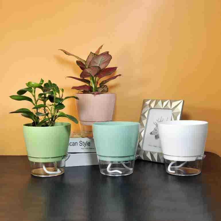 Lazy Flower with Drainage Hole - Aloe Vera Pot ulasan dan harga