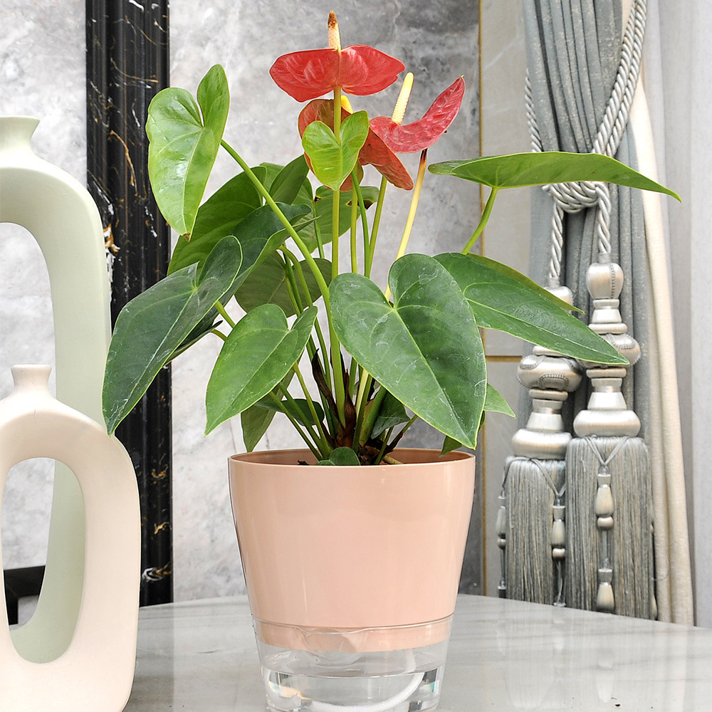 Lazy Flower with Drainage Hole - Aloe Vera Pot ulasan dan harga