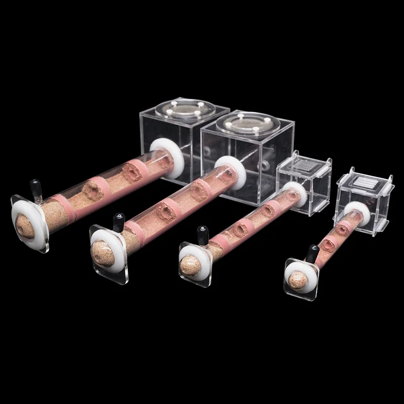 DIY Various Size Ant Farm Bamb - Begonia Rex ulasan dan harga