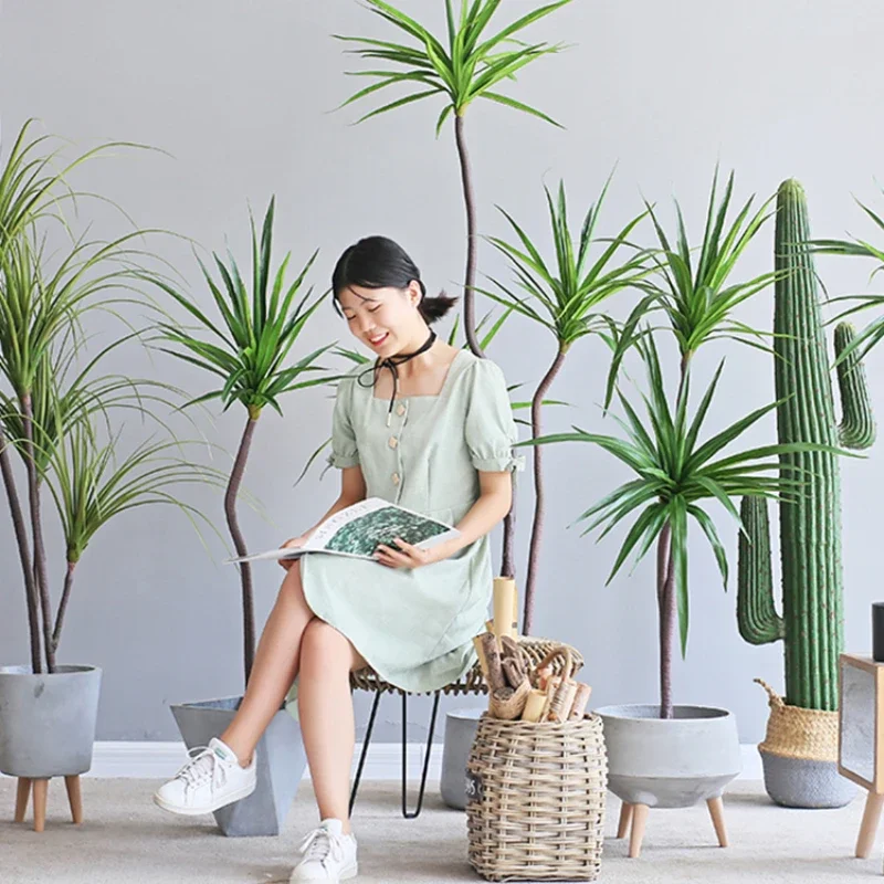 Simulation Plant Dracaena Marg - Dracaena Marginata ulasan dan harga
