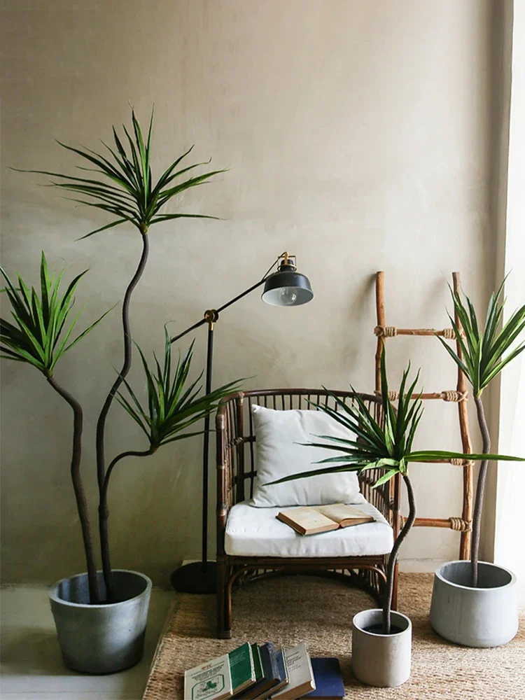 Simulation Plant Dracaena Marg - Dracaena Marginata ulasan dan harga