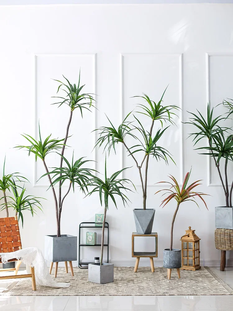 Simulation Plant Dracaena Marg - Dracaena Marginata ulasan dan harga