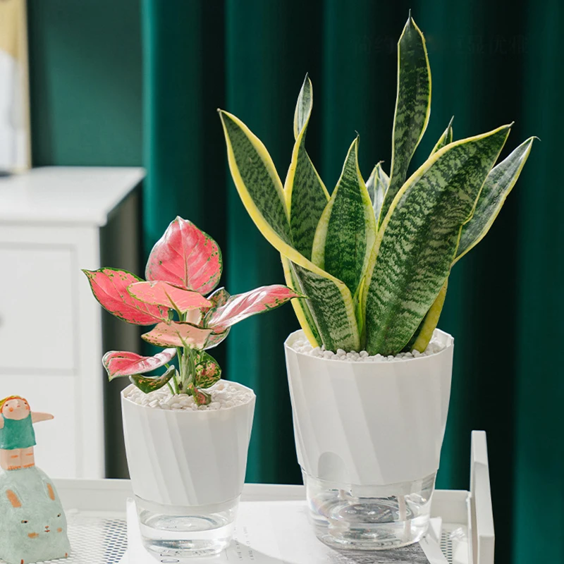 Lazy Hydroponic Flower Pot Aut - Aloe Vera Pot ulasan dan harga