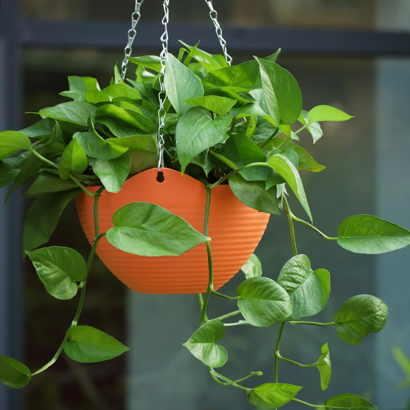 Plastic hanging basket flower  - Spider Plant Hanging ulasan dan harga